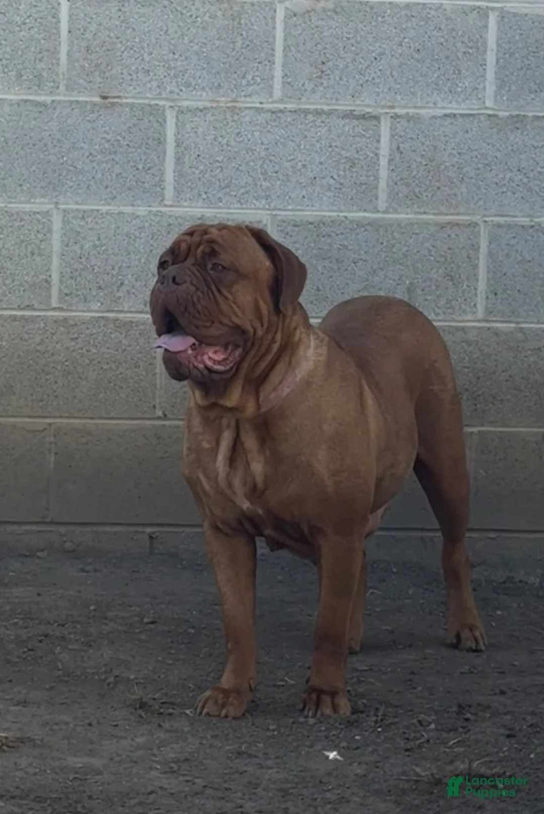 Dogue De Bordeaux dogs for sale: Dogue De Bordeaux Puppy 3 - Ad 3