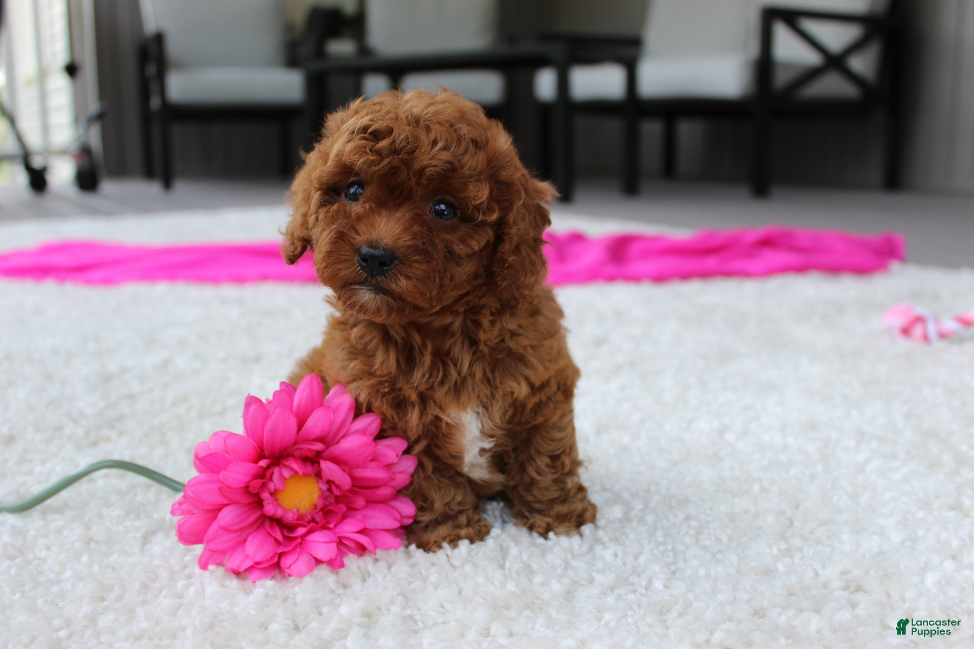Cavapoochon dogs Molly - Ad 1