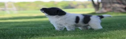 Newfoundland dogs for sale: Macy  - Ad 4