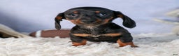 Miniature Dachshund dogs for sale: Cocoa - Ad 10