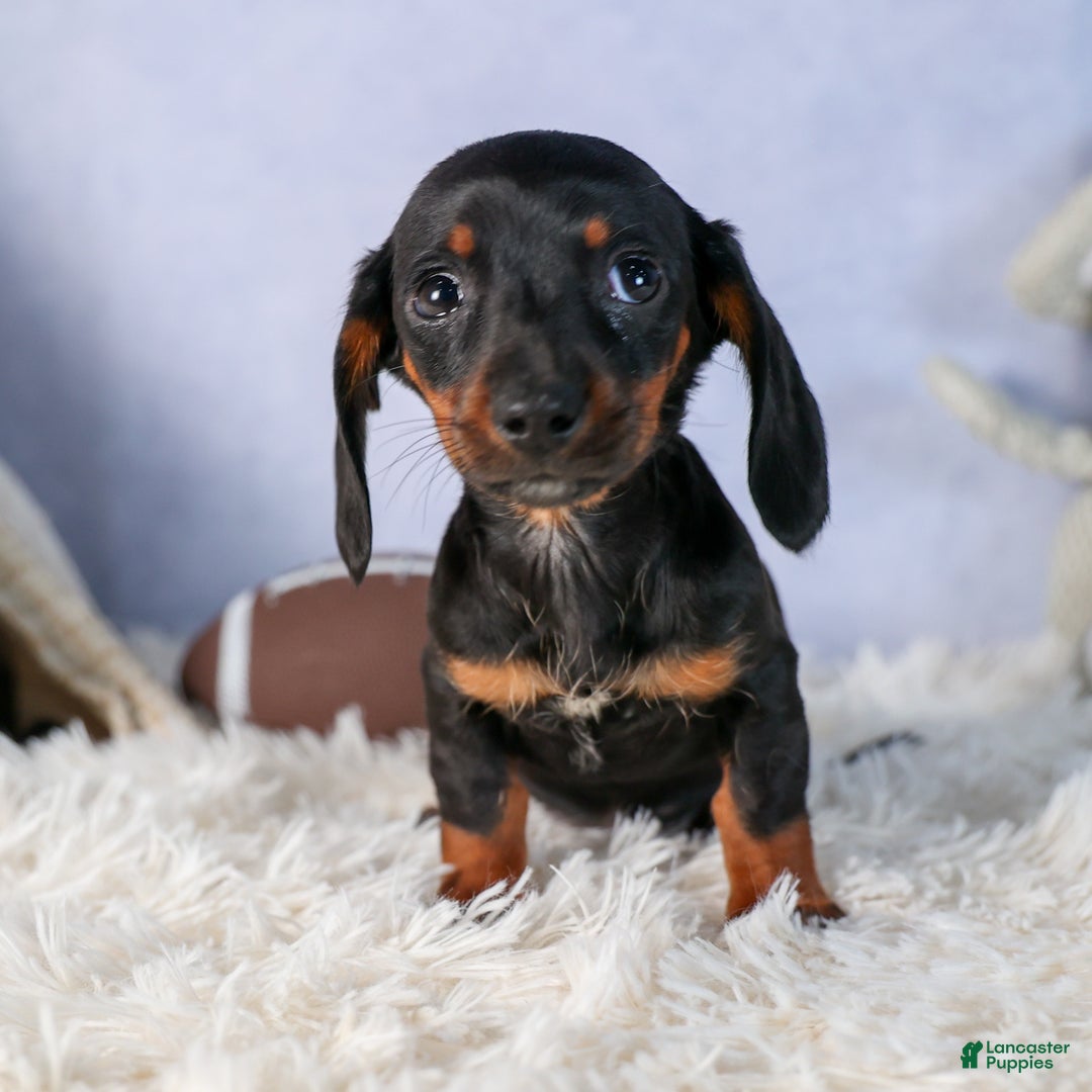 Miniature Dachshund dogs for sale: Cocoa - Ad 10