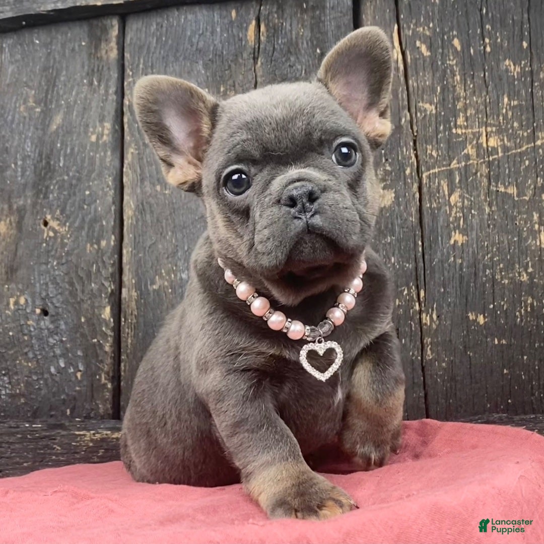 French Bulldog dogs French Bulldog Puppy 4 - Ad 4