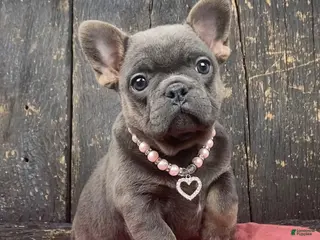 French Bulldog dogs French Bulldog Puppy 4 - Ad 4