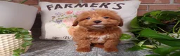 Mini Goldendoodle dogs for sale: Boston - Ad 1