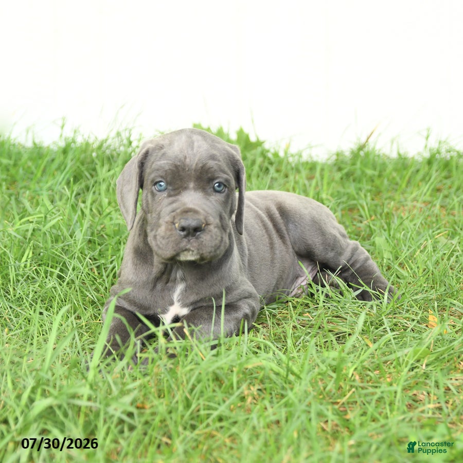 Cane Corso dogs Riggs - Ad 2