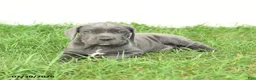 Cane Corso dogs for sale: Riggs - Ad 12