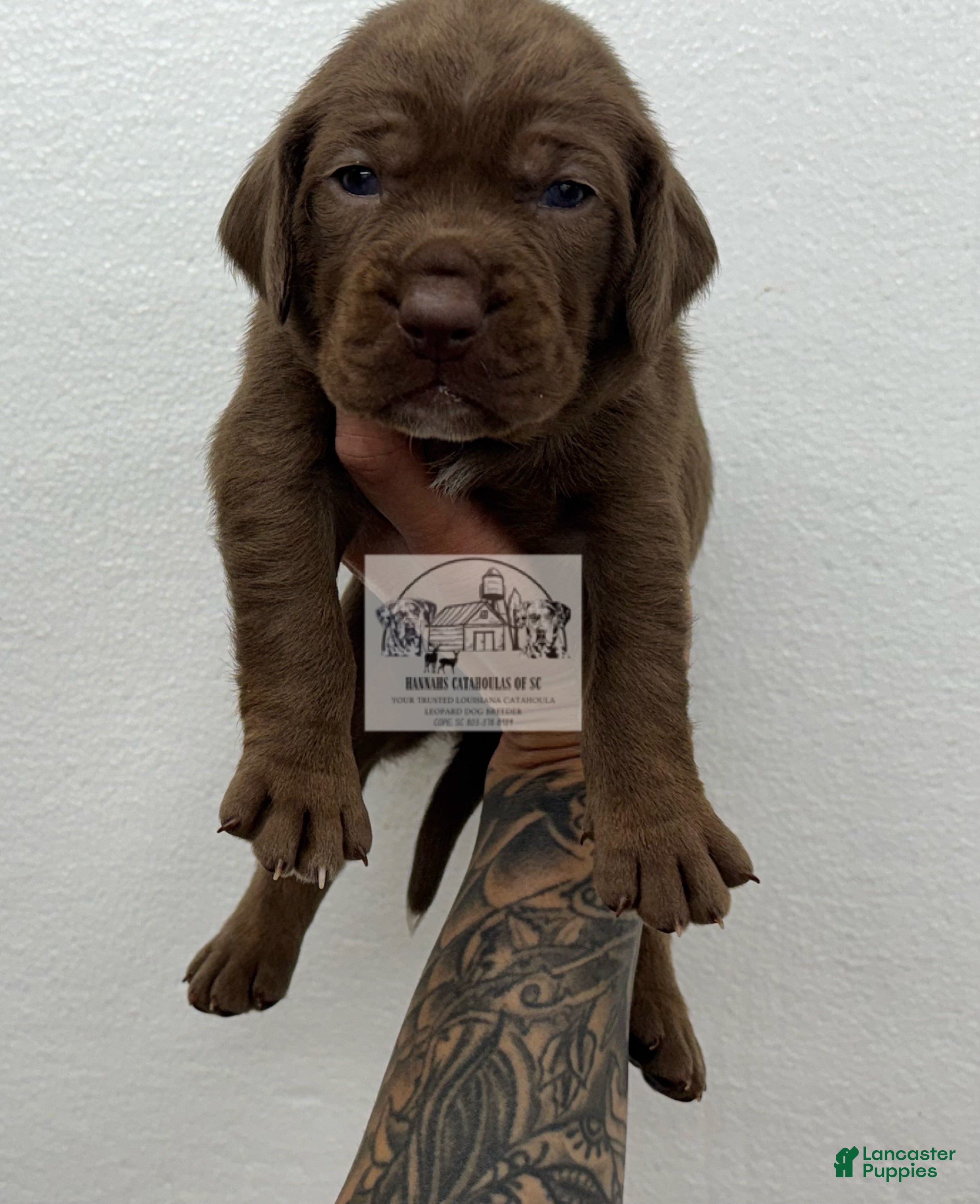 Catahoula Leopard Dog dogs Catahoula Leopard Dog Puppy 1 - Ad 2