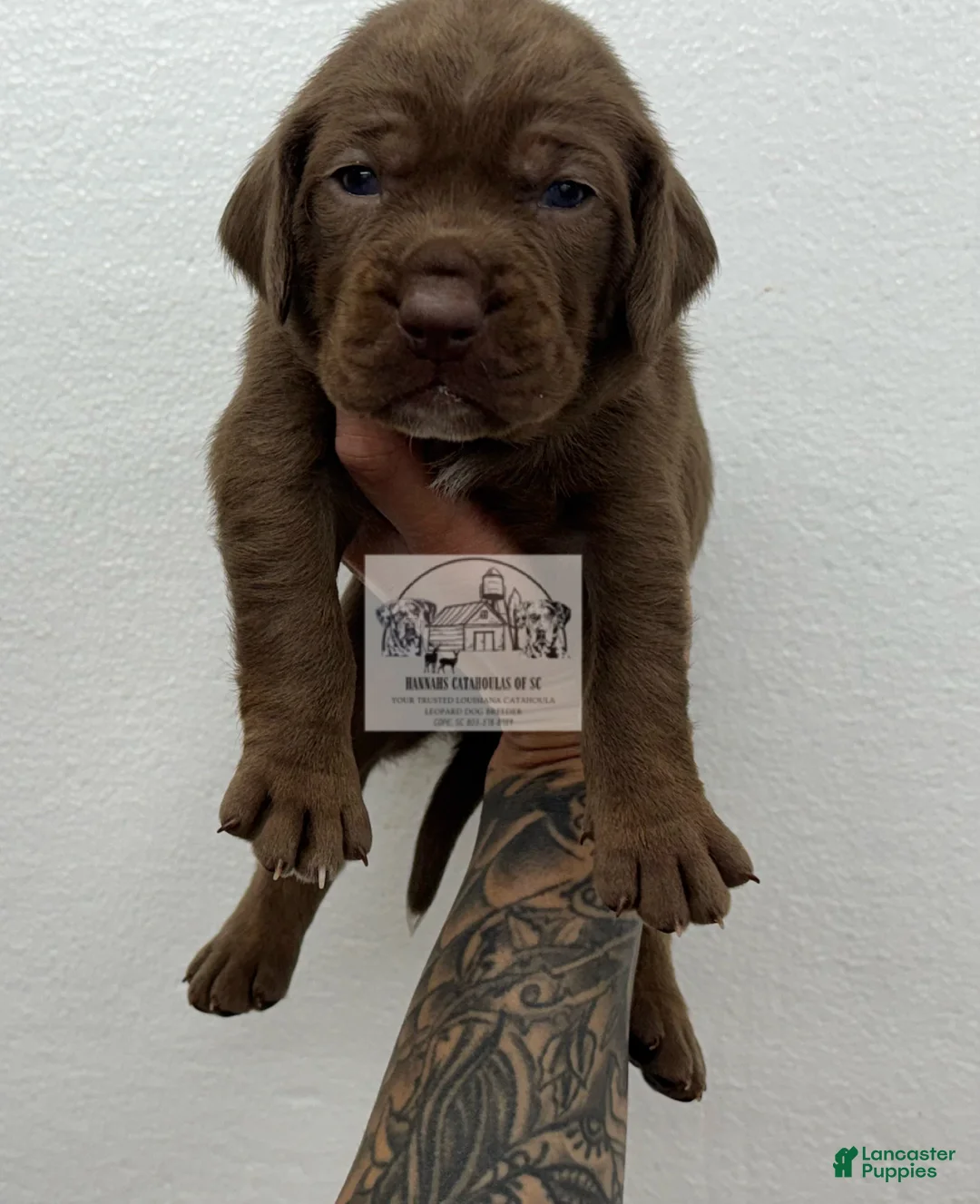 Catahoula Leopard Dog dogs for sale: Catahoula Leopard Dog Puppy 1 - Ad 2