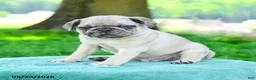 Pug dogs for sale: Sebastian - Ad 3