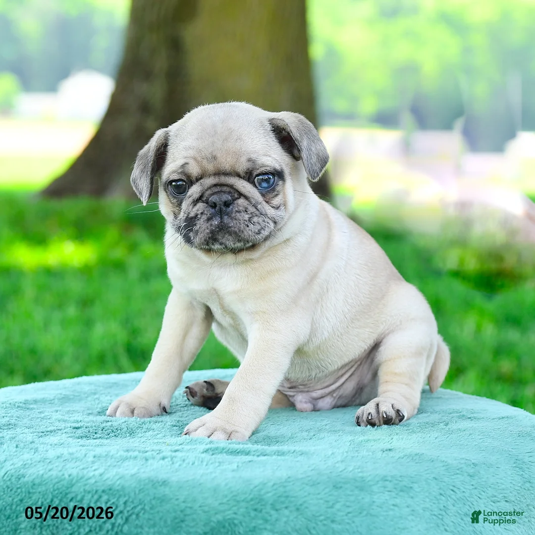 Pug dogs for sale: Sebastian - Ad 3