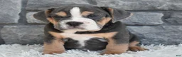 Beabull dogs for sale: Bubba  - Ad 4