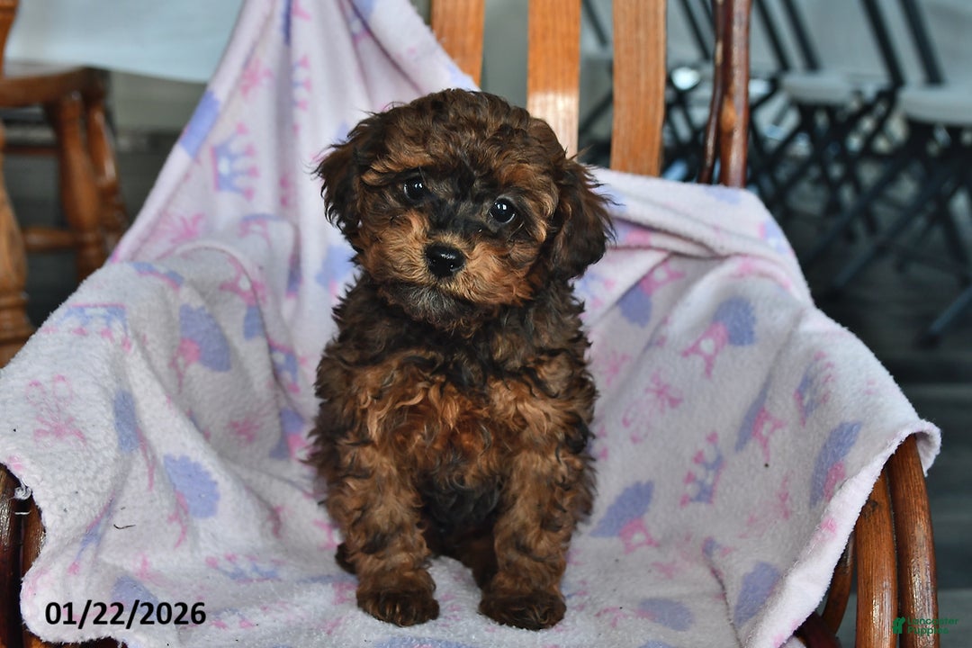Miniature Poodle dogs for sale: Owen - Ad 1