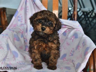 Miniature Poodle dogs Owen - Ad 11