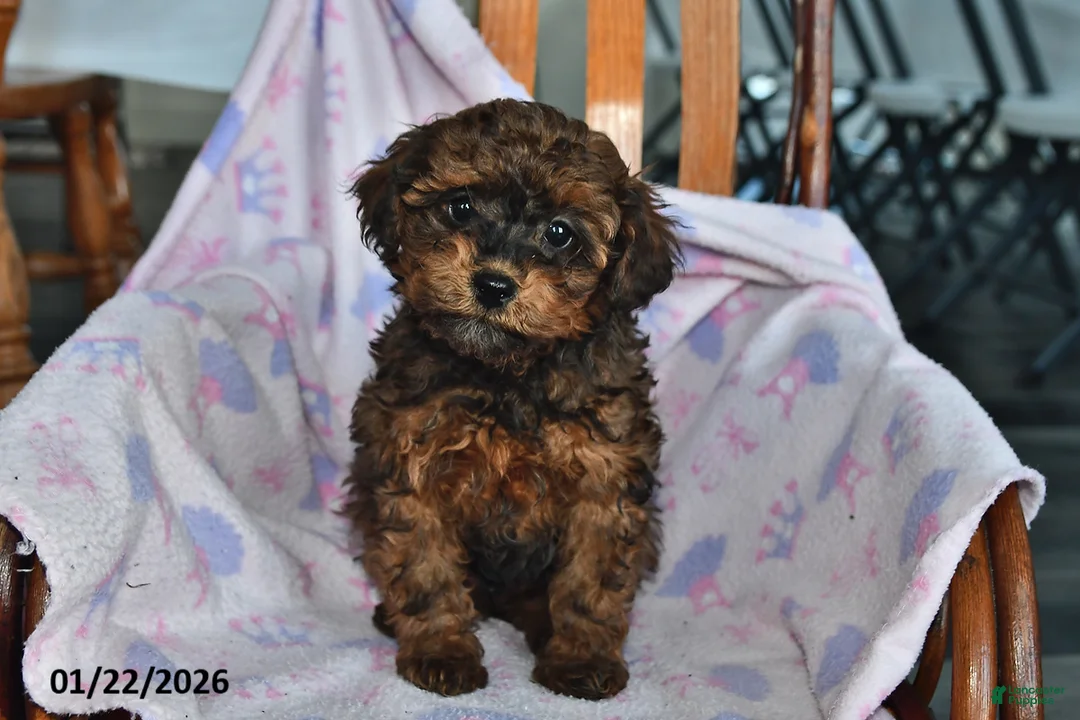 Miniature Poodle dogs for sale: Owen - Ad 1