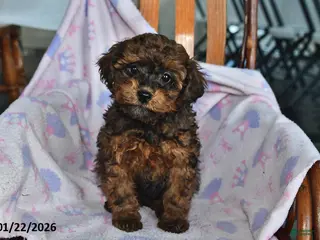 Miniature Poodle dogs Owen - Ad 28
