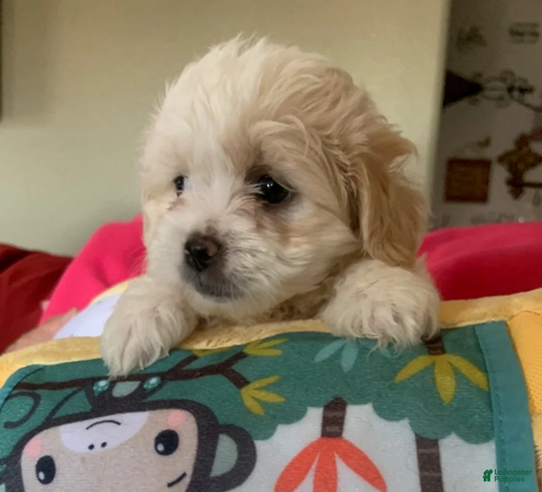 Shihpoo dogs for sale: Shihpoo Puppy 2 - Ad 3