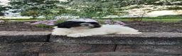 Shih Tzu dogs for sale: Theo - Ad 14