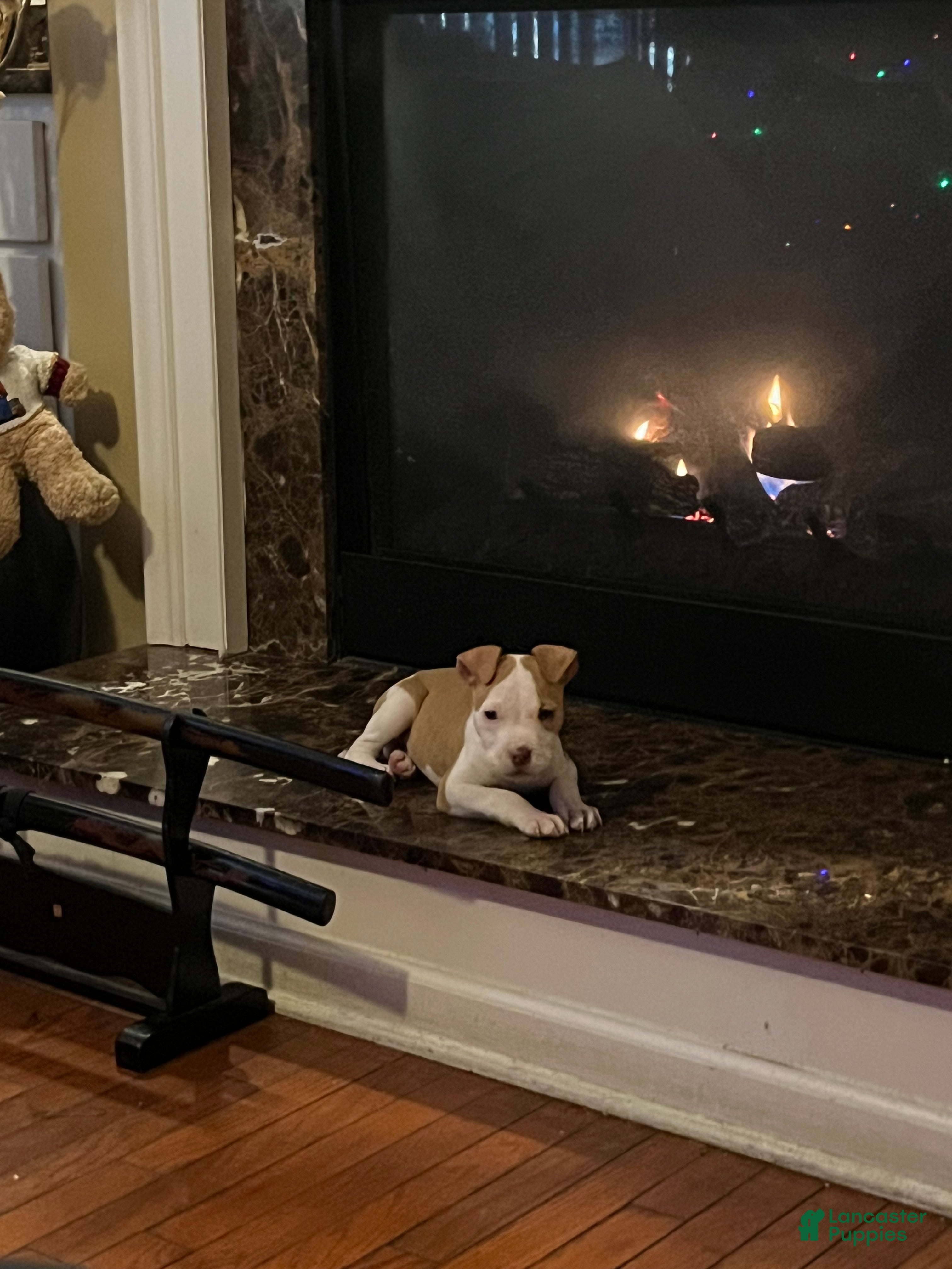 American Pit Bull Terrier dogs American Pit Bull Terrier Puppy 1 - Ad 23