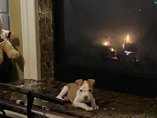 American Pit Bull Terrier dogs American Pit Bull Terrier Puppy 1 - Ad 23