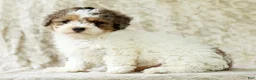 Miniature Poodle dogs for sale: Finn - Ad 7