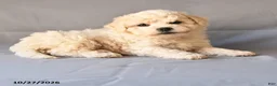 Bichon Frise dogs for sale: Rico  - Ad 4