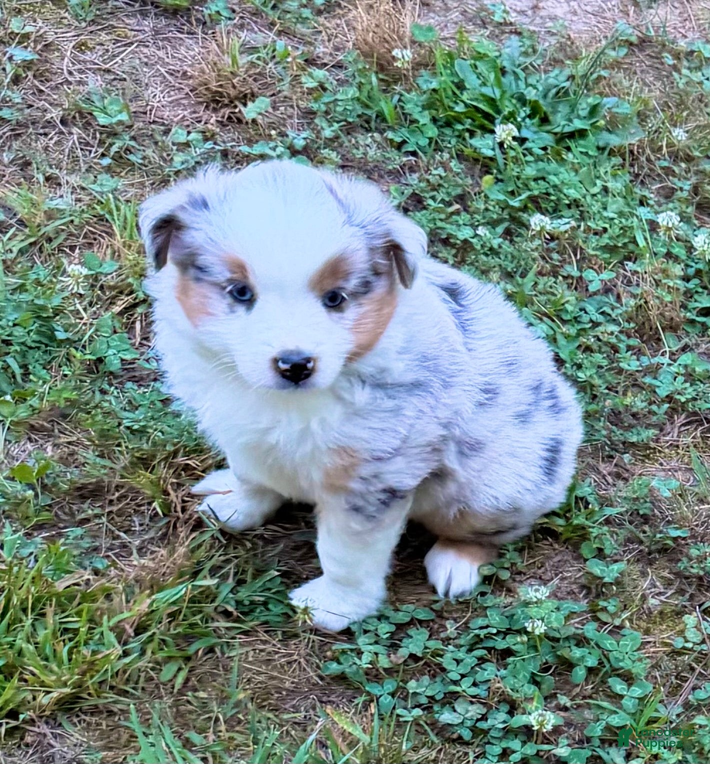 Miniature Australian Shepherd dogs Prince - Ad 2