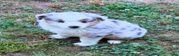 Miniature Australian Shepherd dogs for sale: Prince - Ad 2