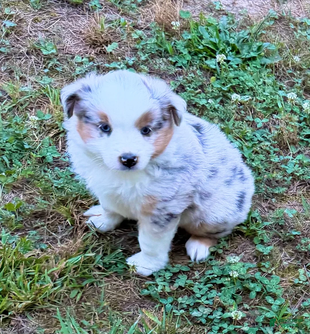 Miniature Australian Shepherd dogs for sale: Prince - Ad 2