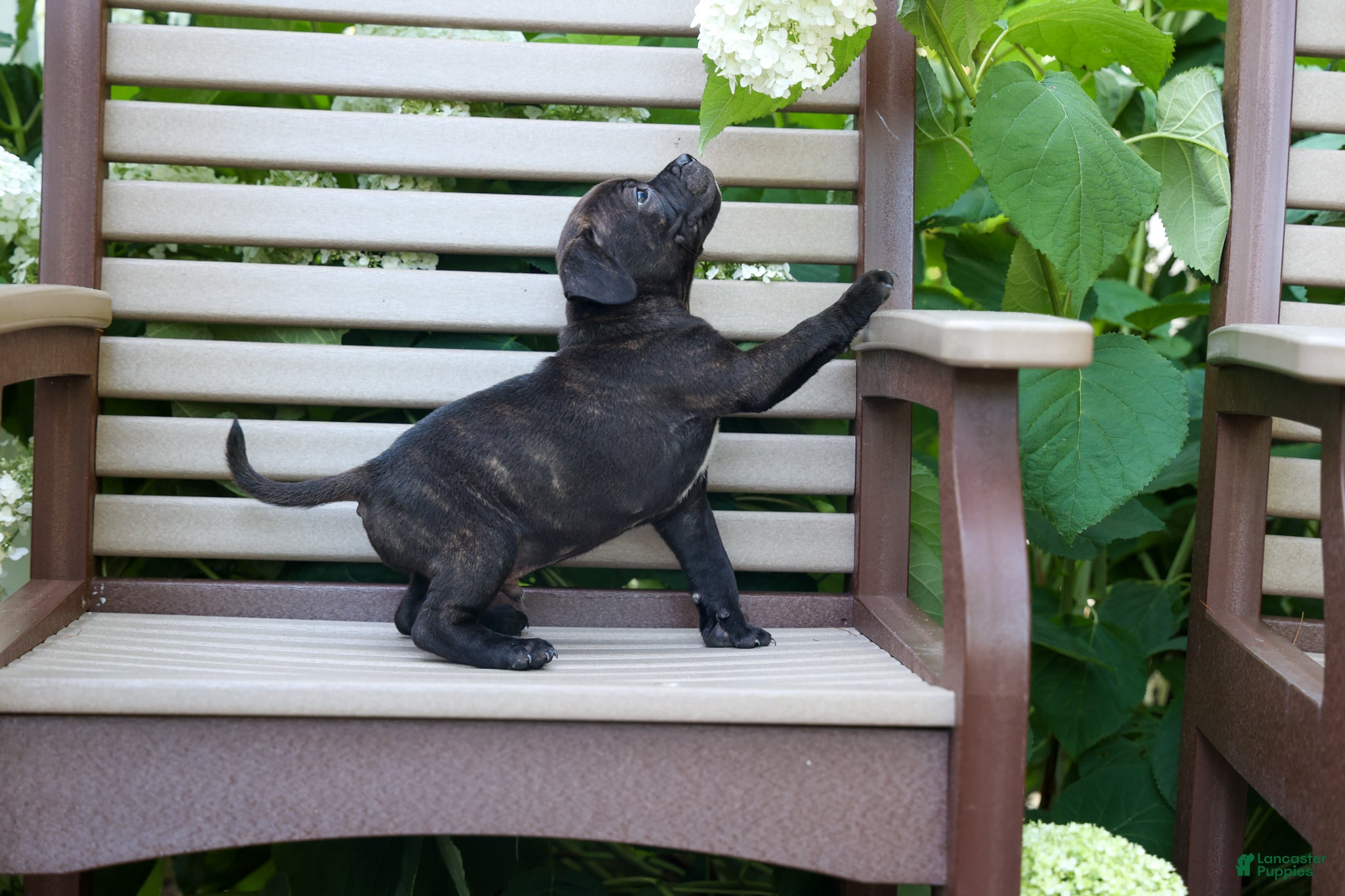 Staffordshire Bull Terrier dogs Moose 🐶 - Ad 2