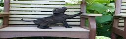 Staffordshire Bull Terrier dogs for sale: Moose 🐶 - Ad 2
