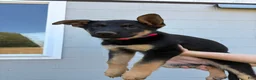 German Shepherd dogs for sale: Emma - Ad 2