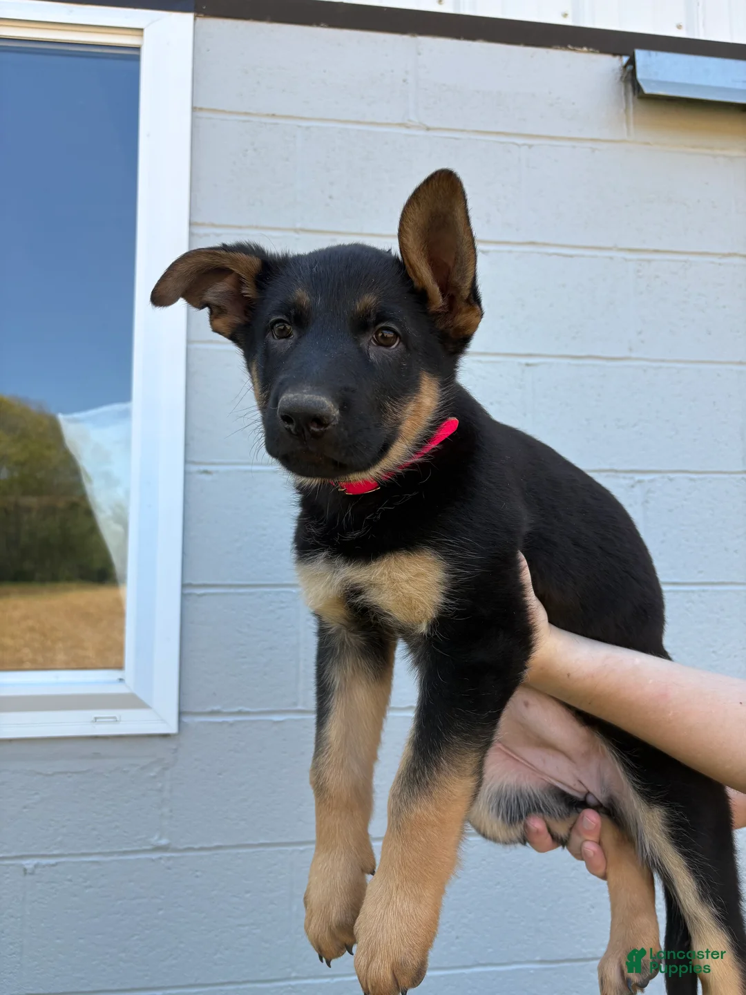 German Shepherd dogs for sale: Emma - Ad 2