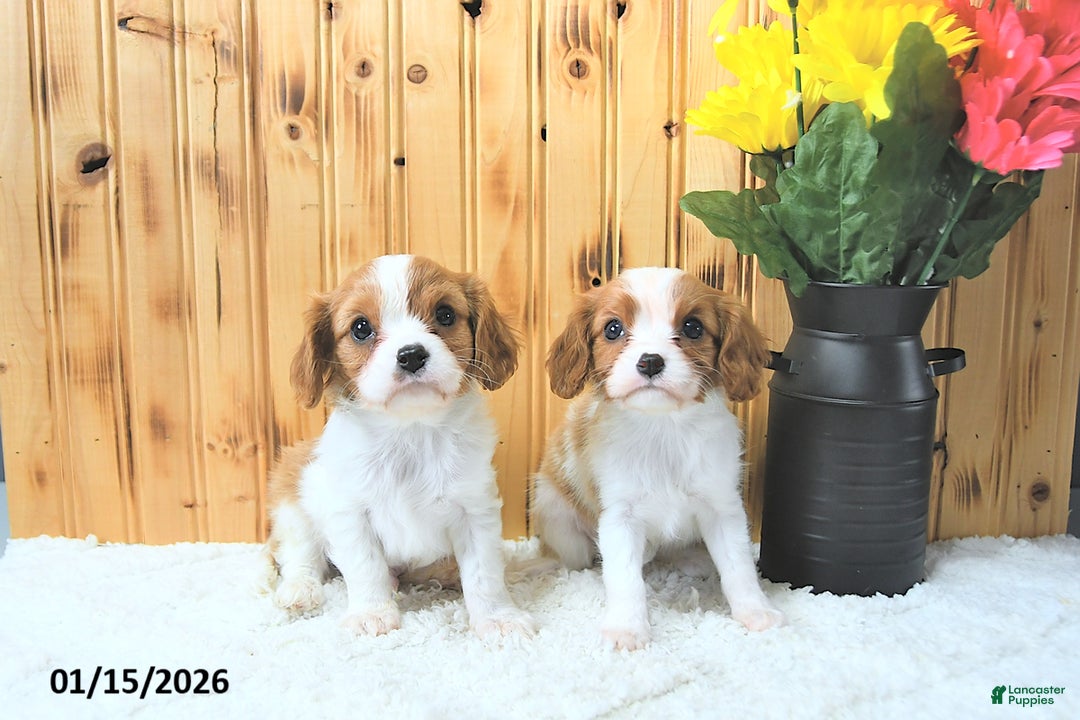 Cavalier King Charles Spaniel dogs for sale: Sweetheart - Ad 3