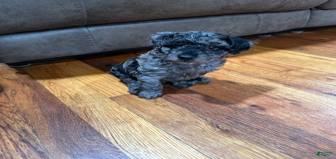 Gallery Image {{count}}