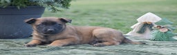 Belgian Malinois dogs for sale: Ralph - Ad 3