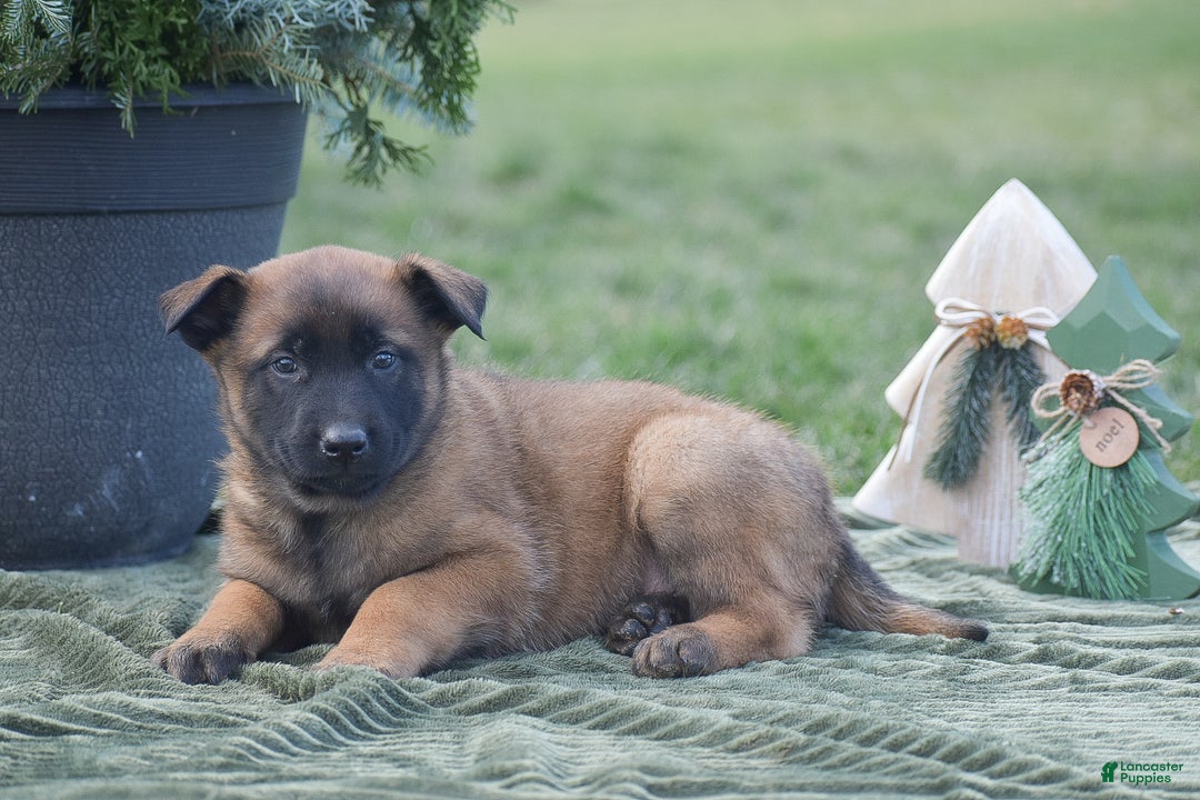 Belgian Malinois dogs for sale: Ralph - Ad 3