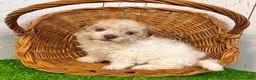 Havanese dogs for sale: Gabriel - Ad 4