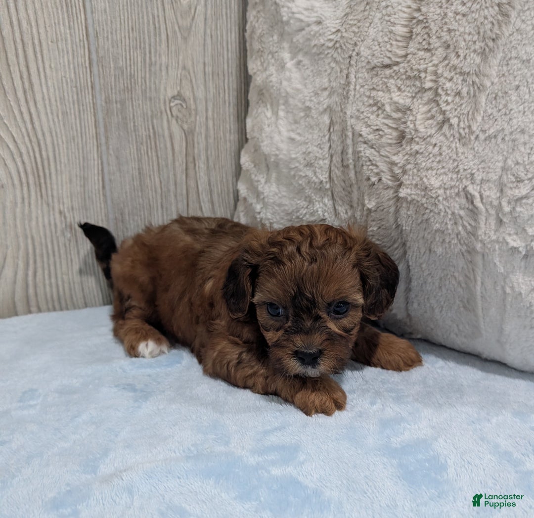 Shihpoo dogs for sale: Chase - Ad 3