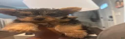 Yorkshire Terrier dogs for sale: Sunny - Ad 5