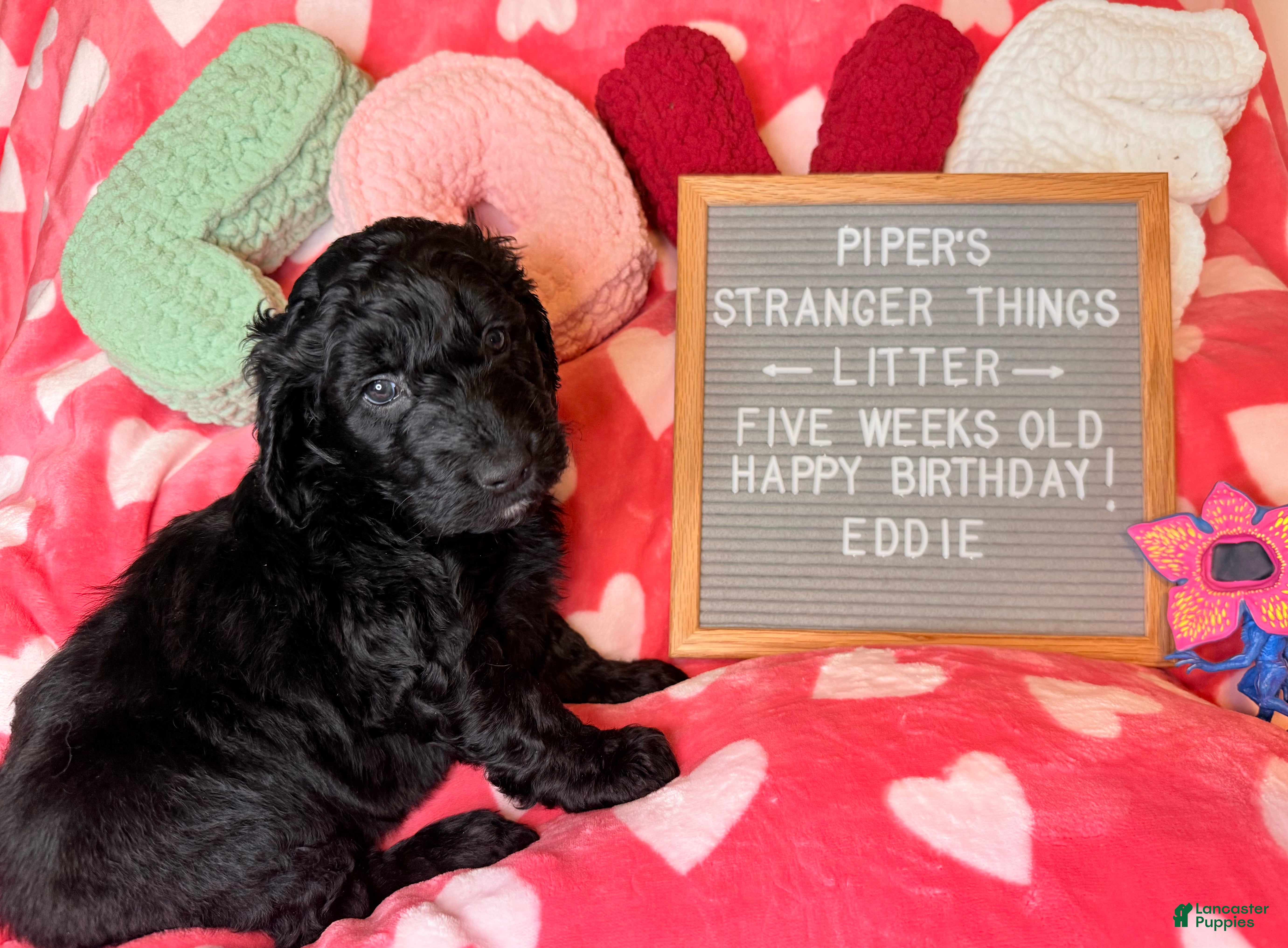 Goldendoodle dogs Eddie - Ad 1