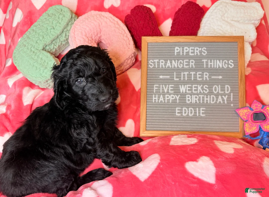 Goldendoodle dogs for sale: Eddie - Ad 1