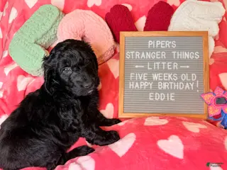 Goldendoodle dogs Eddie - Ad 1