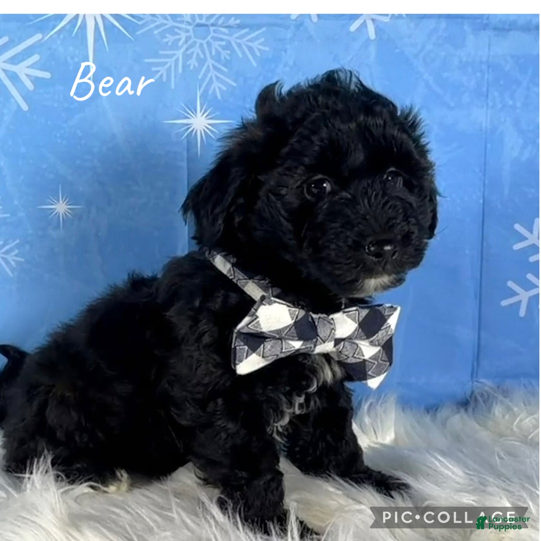 Yorkiepoo dogs for sale: Bear - Ad 1