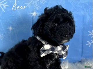 Yorkiepoo dogs Bear - Ad 13
