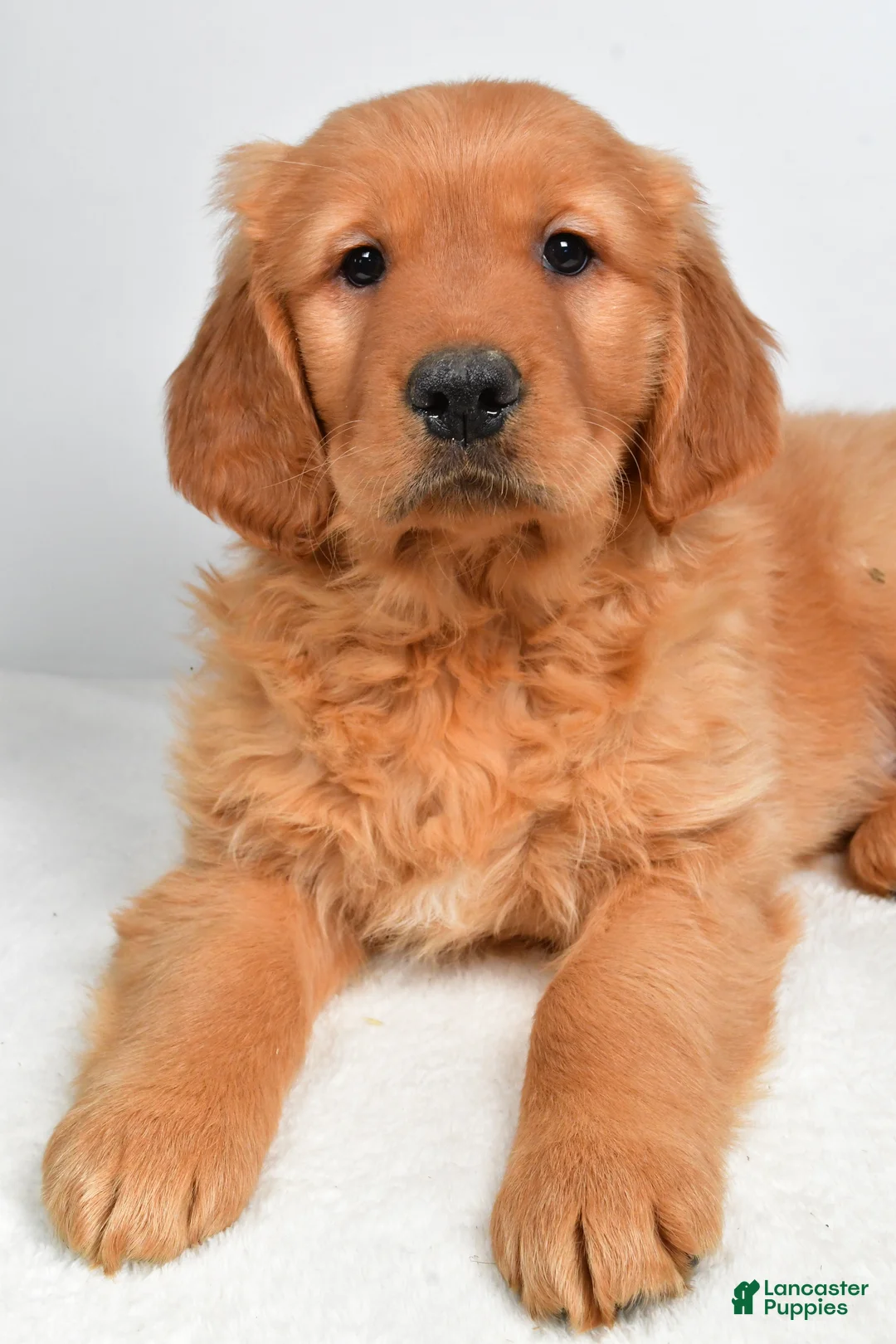 Golden Retriever dogs for sale: Asher - Ad 6