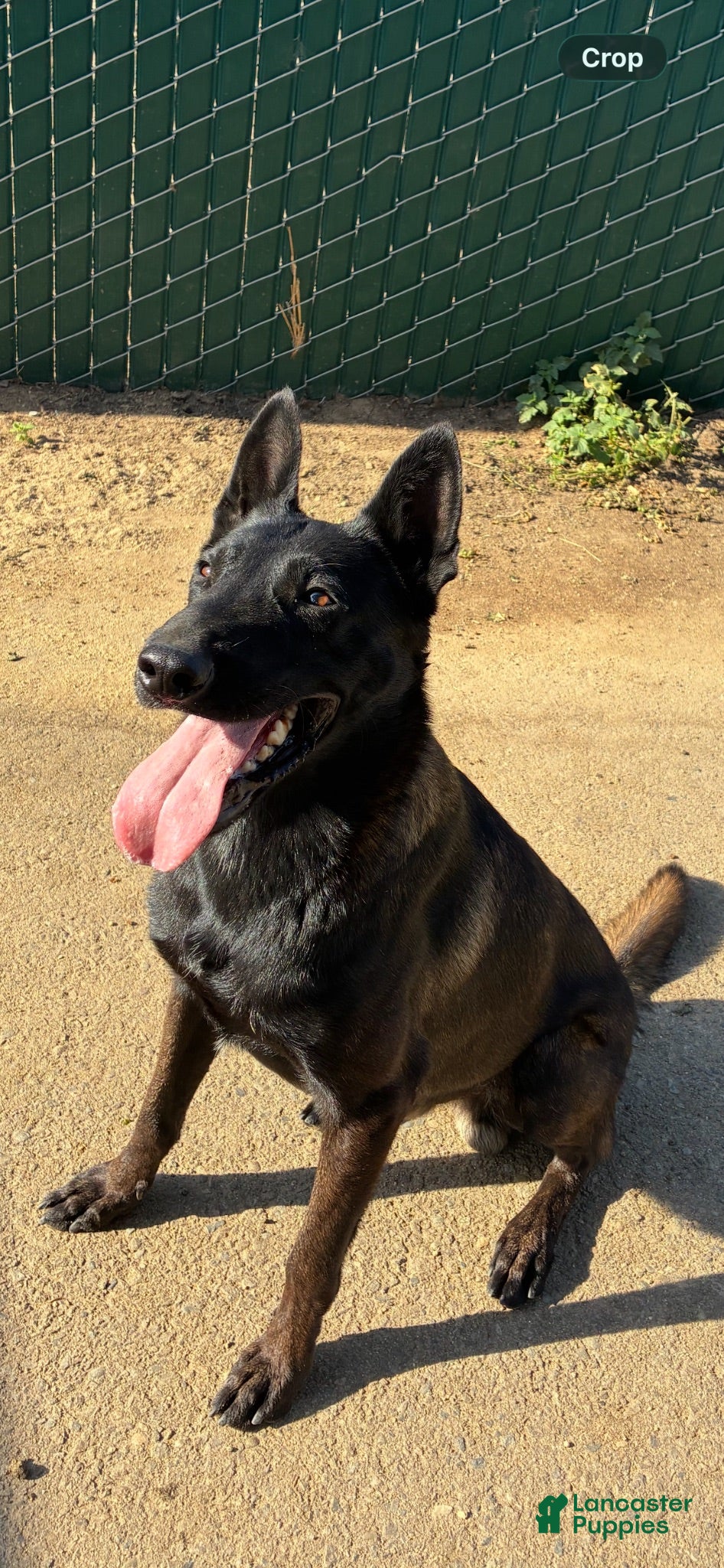 Belgian Malinois dogs Belgian Malinois 1 - Ad 2