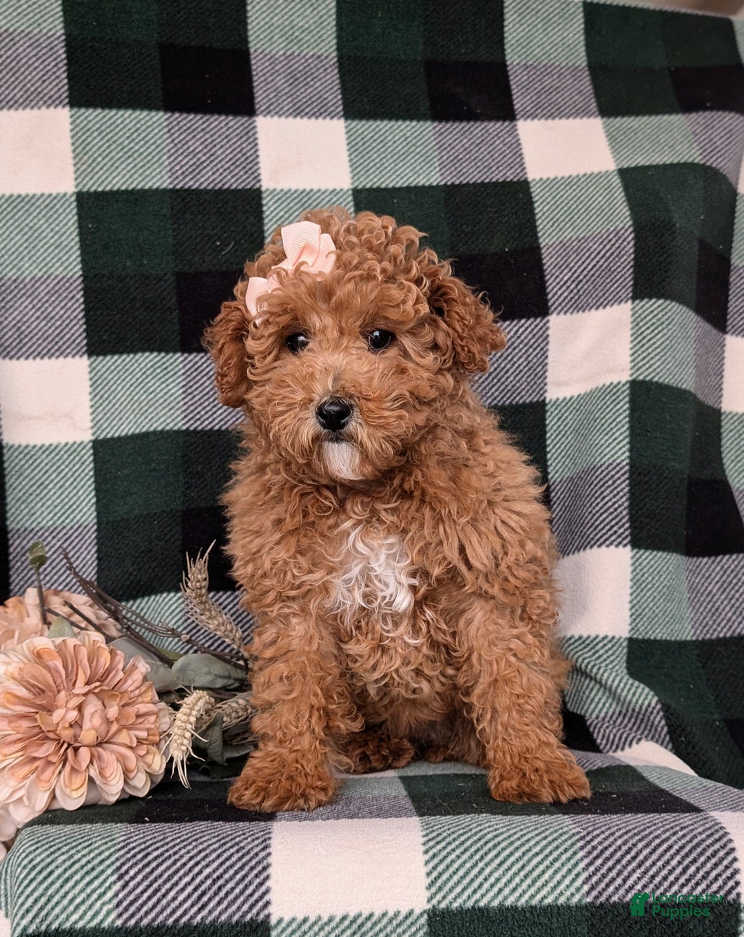 Miniature Poodle dogs for sale: Priscilla 9 lbs Full Grown - Ad 3