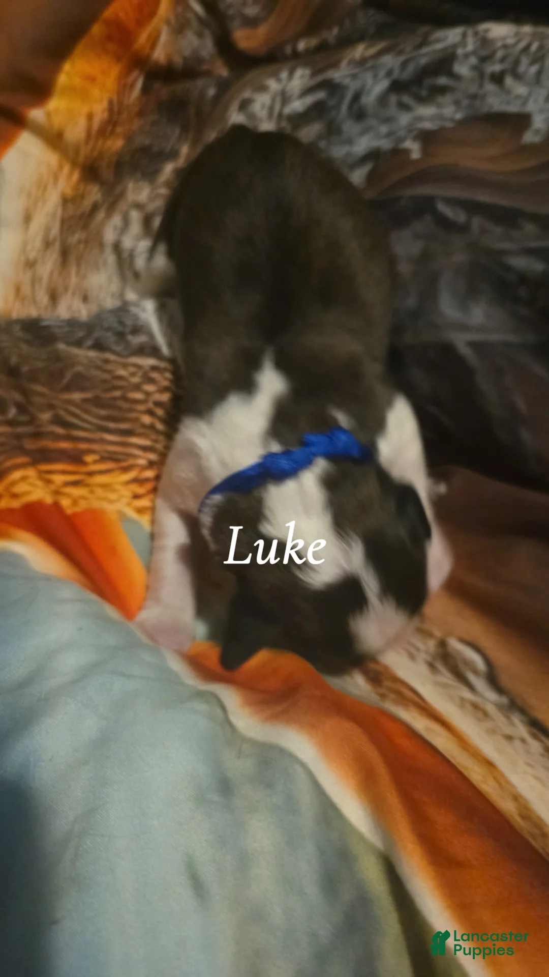 Saint Bernard dogs for sale: Luke - Ad 2