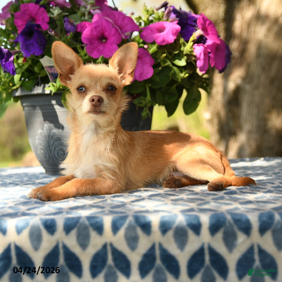 Chihuahua dogs Leo - Ad 2