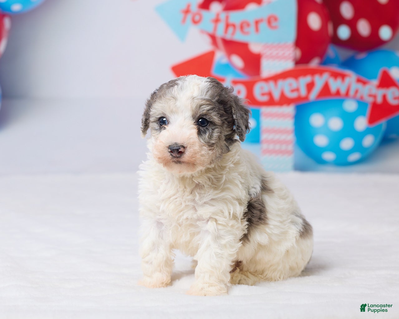 Miniature Poodle dogs Rocky - Ad 2